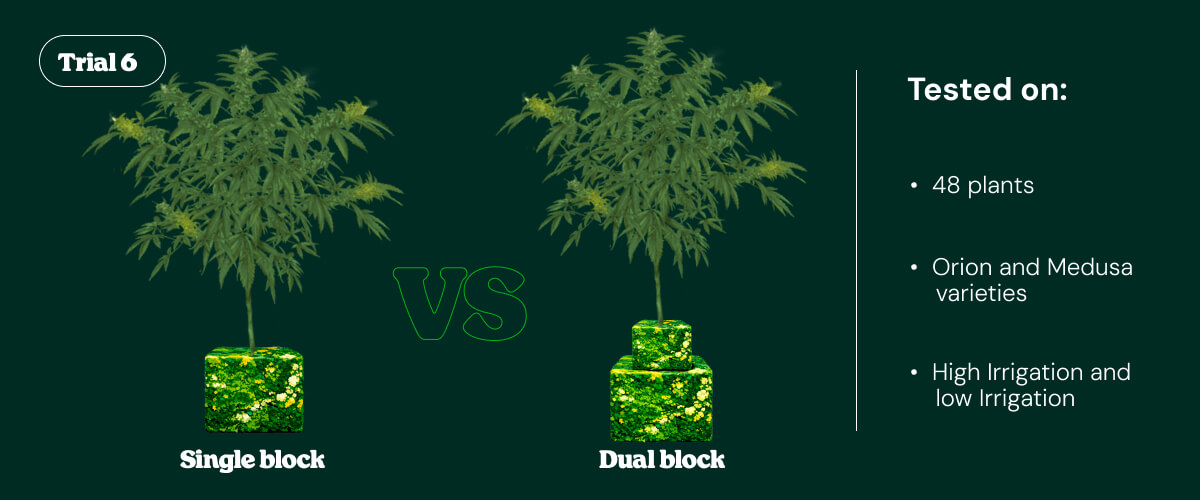 Introduction to Trial 6 comparing single block vs dual block irrigation systems tested on cannabis plants under different irrigation levels