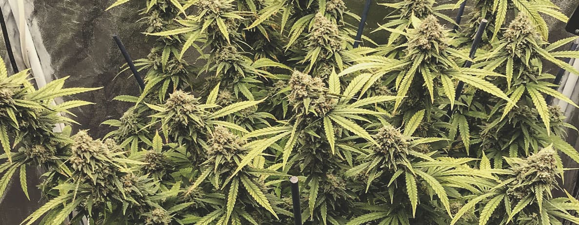 Skunk XL Skunk XL