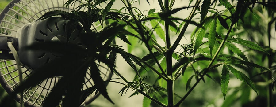 Why Is Odour Control So Important? weeds that stink