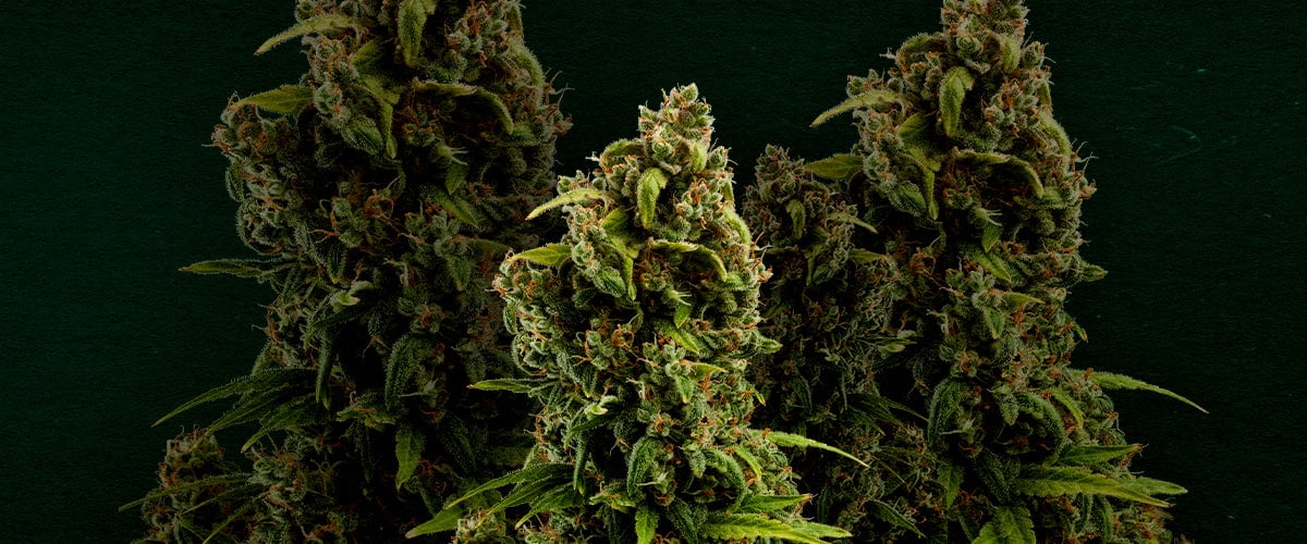 Why Sour Diesel is one of the best strains for cloning