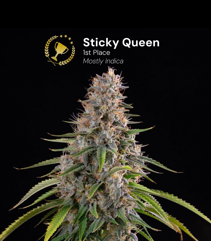 Discover Sticky Queen, a mostly indica cannabis strain and award-winning variety with dense, resinous buds.