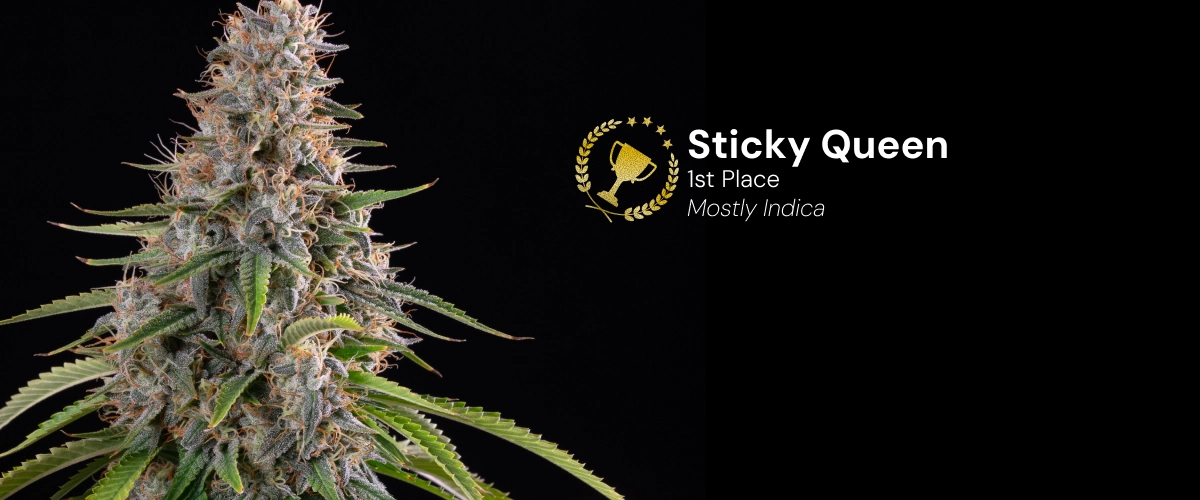 Discover Sticky Queen, a mostly indica cannabis strain and award-winning variety with dense, resinous buds.