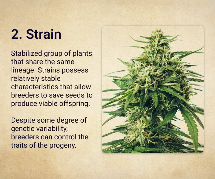 Strain