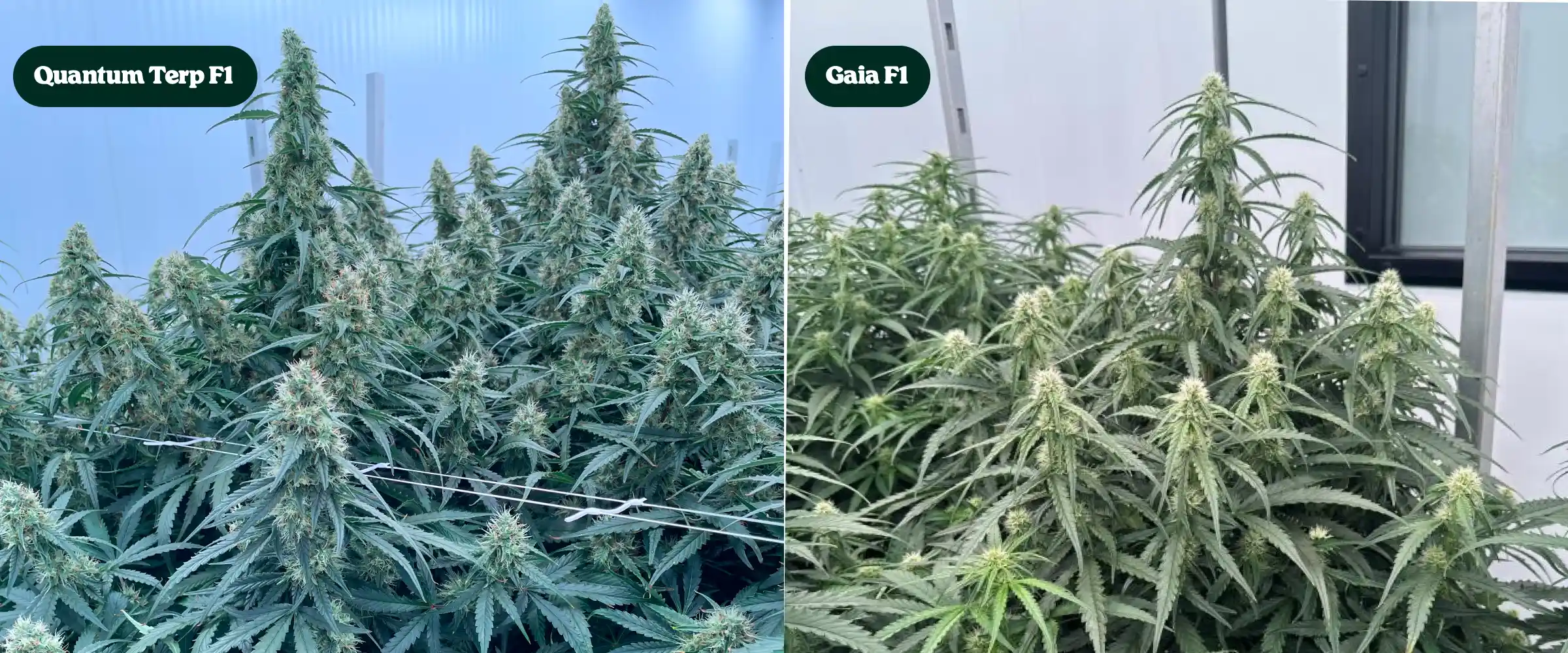 Side-by-side comparison of Quantum Terp F1 and Gaia F1 cannabis plants in bloom, showing tall resinous colas, dense green canopies, and mature flowering structures.