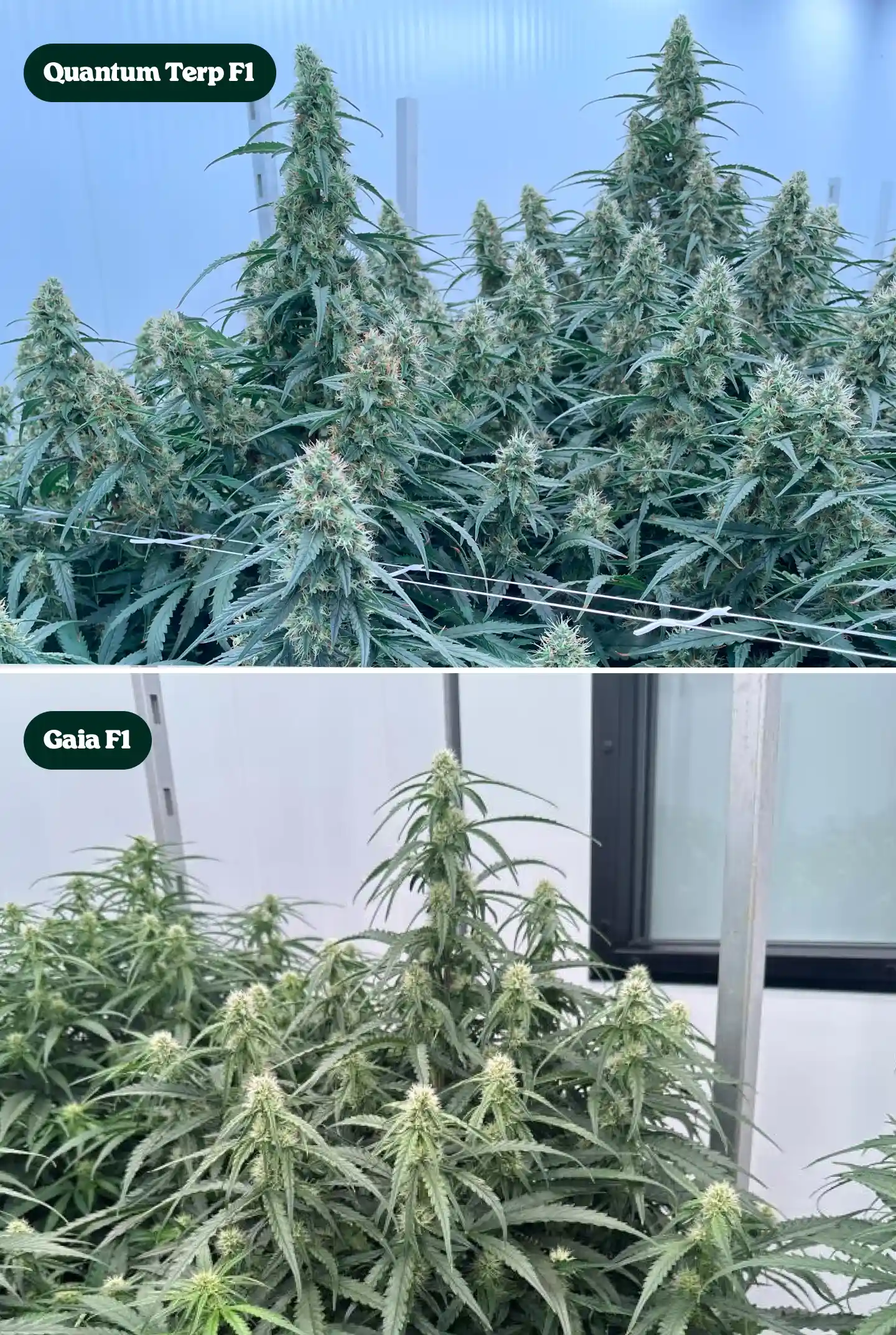 Side-by-side comparison of Quantum Terp F1 and Gaia F1 cannabis plants in bloom, showing tall resinous colas, dense green canopies, and mature flowering structures.