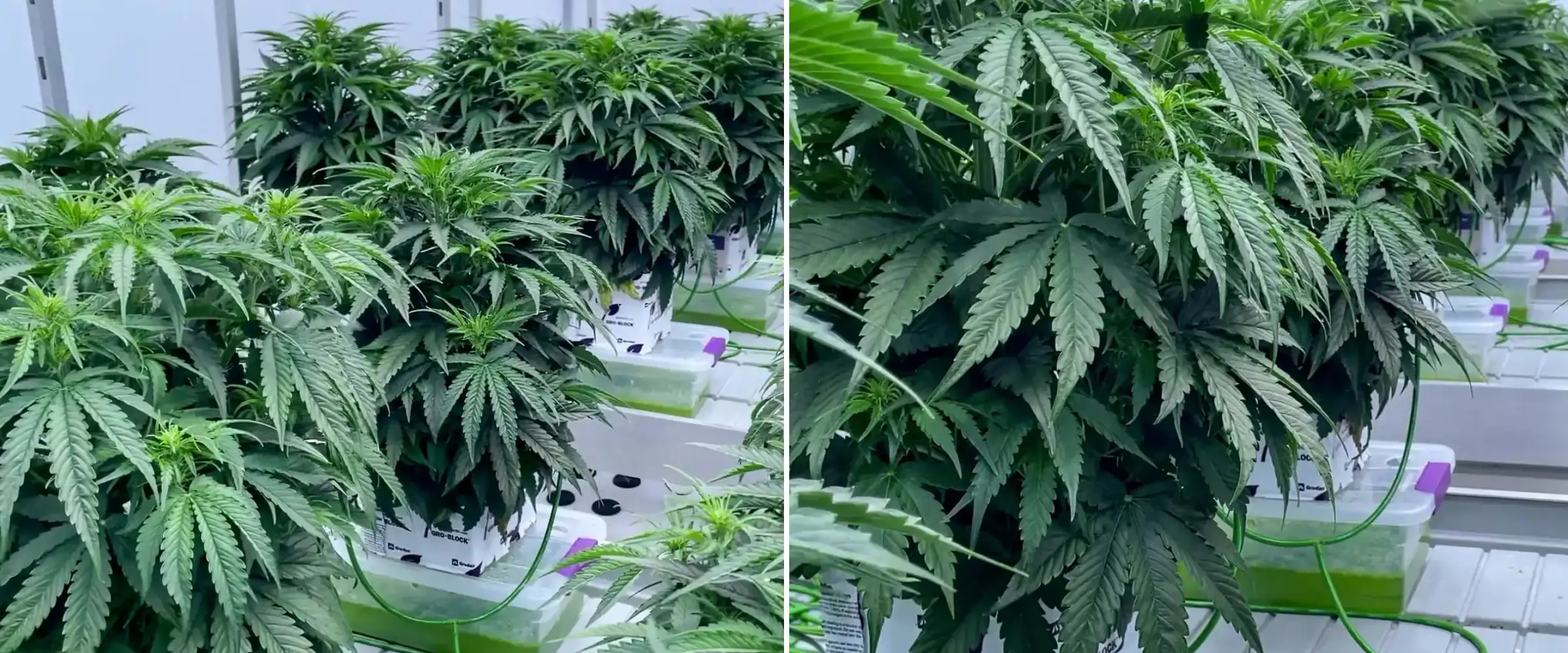 Cannabis plants growing in rockwool blocks during a controlled trial, showing dense green foliage, irrigation lines, hydroponic trays, and healthy early flowering development.