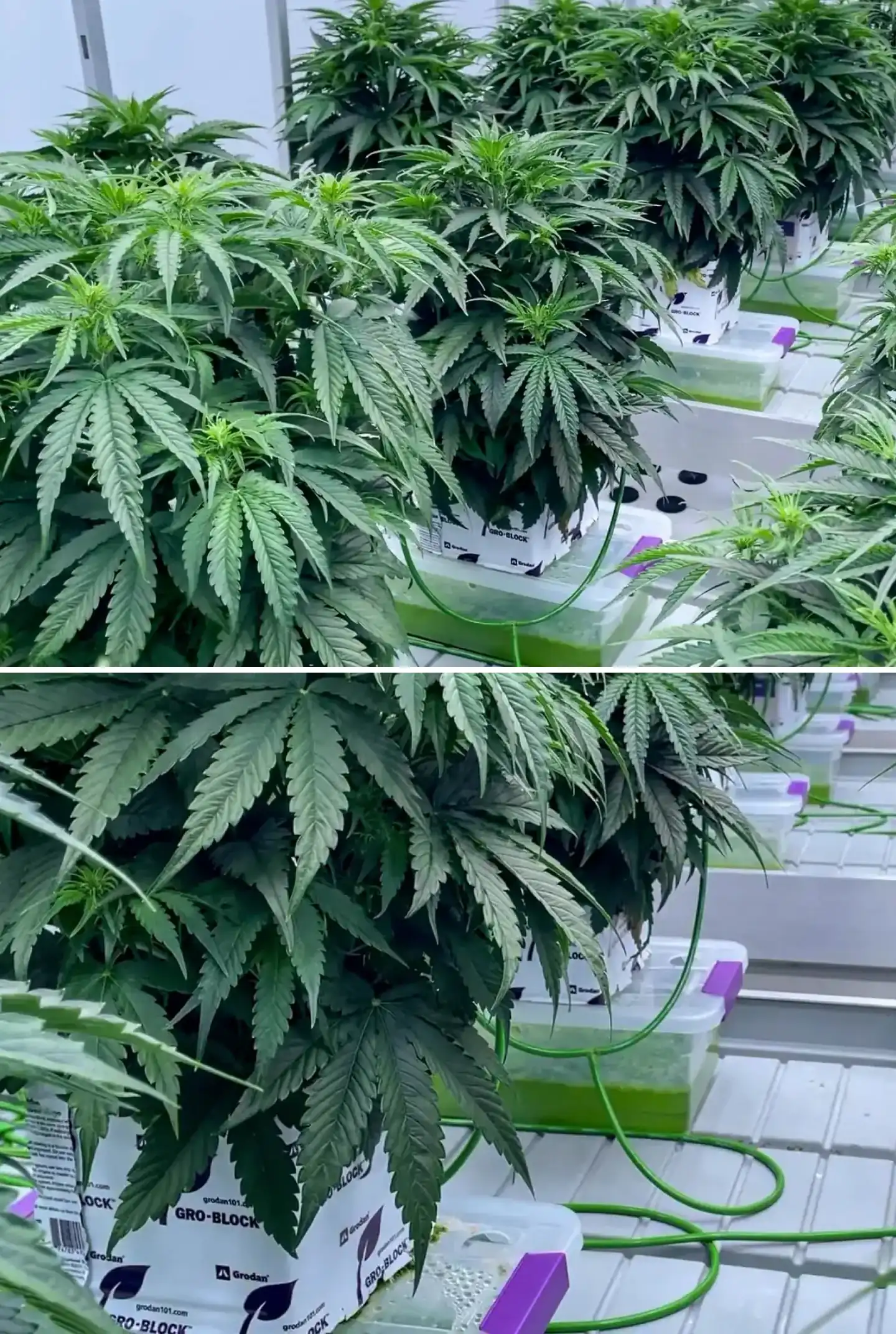 Cannabis plants growing in rockwool blocks during a controlled trial, showing dense green foliage, irrigation lines, hydroponic trays, and healthy early flowering development.