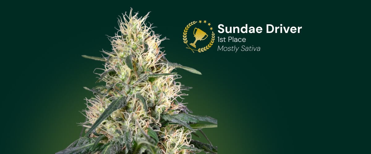 Sundae Driver cannabis flower, 1st place award winner, mostly sativa