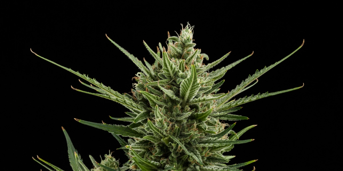 Sweet Skunk Auto: Compact Growth With Competitive Yield Sweet Skunk Auto cannabis bud with dense resinous flowers, green sugar leaves, orange pistils, and compact growth against a dark background.