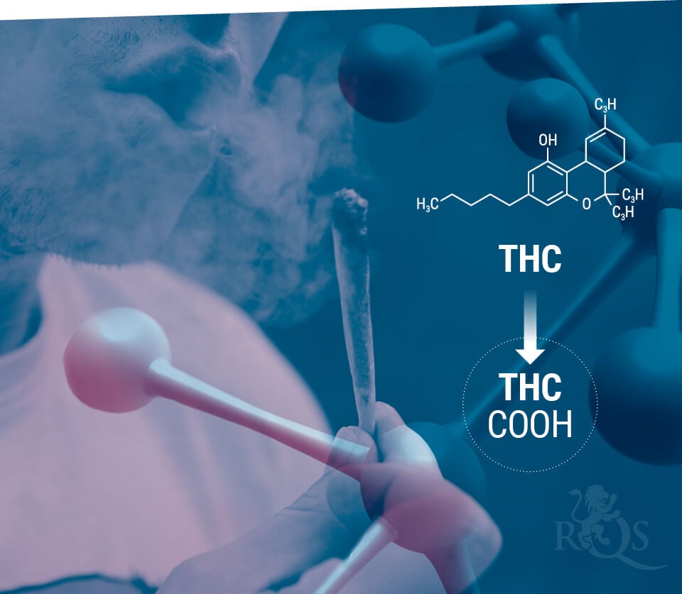 THC Metabolism and Storage