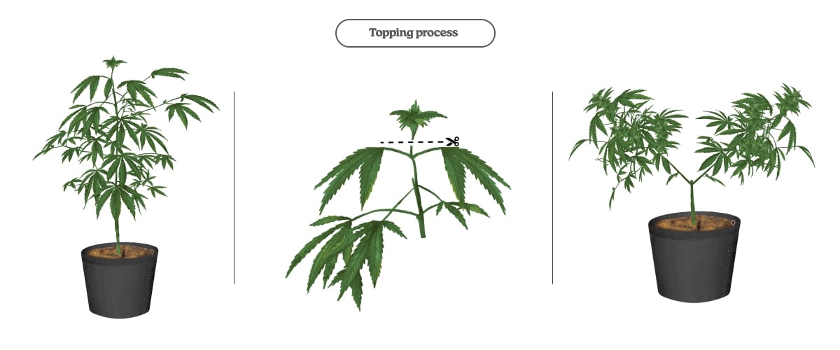 Cannabis topping process (step-by-step) Diagram of the cannabis topping process: cutting the main tip to promote two main shoots and more colas
