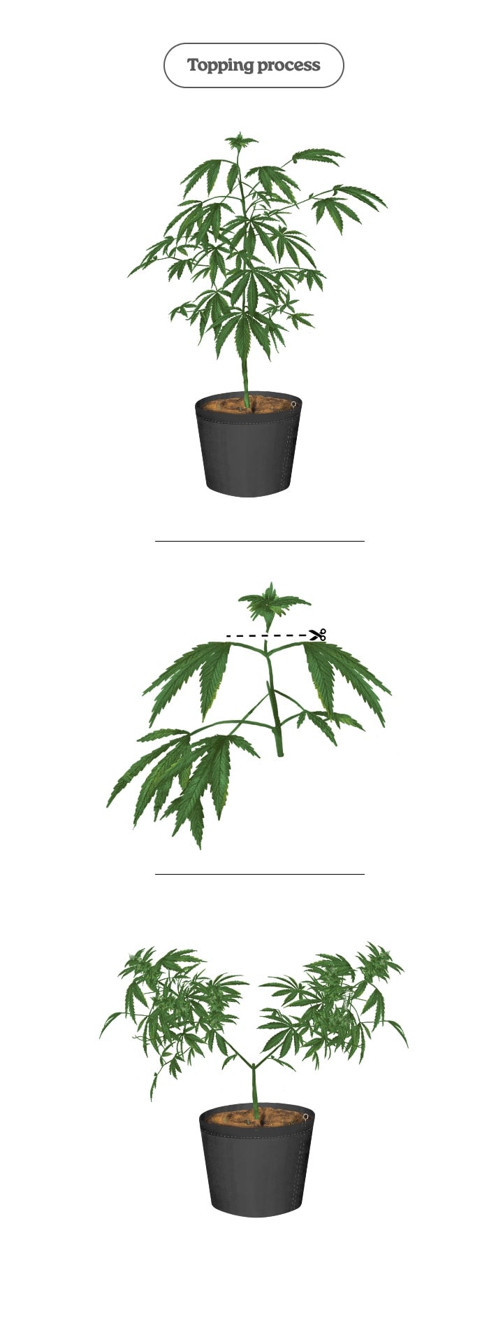 Cannabis topping process (step-by-step) Diagram of the cannabis topping process: cutting the main tip to promote two main shoots and more colas