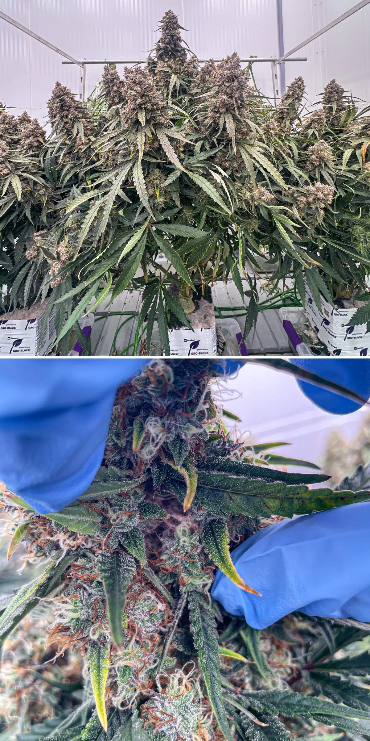Cannabis plants in late flowering during a controlled rockwool trial, showing dense resinous colas, frosty trichomes, orange pistils, and close-up flower inspection for terpene analysis.