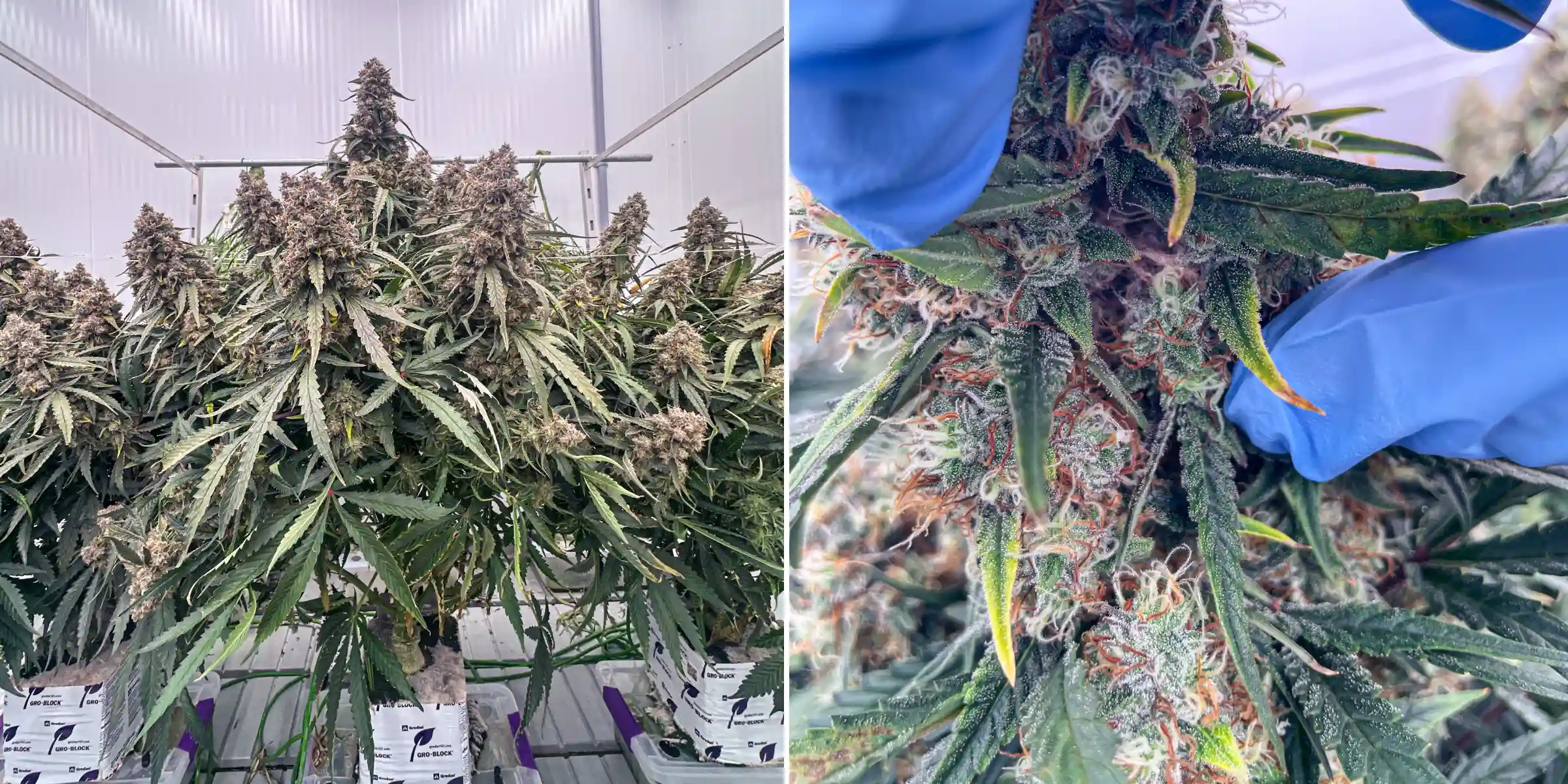 Cannabis Terpene Analysis: Resinous Flower Close-Up Cannabis plants in late flowering during a controlled rockwool trial, showing dense resinous colas, frosty trichomes, orange pistils, and close-up flower inspection for terpene analysis.
