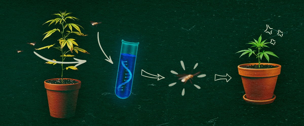 Cannabis plants with test tube and whiteflies on green background, depicting CCYV transmission process.