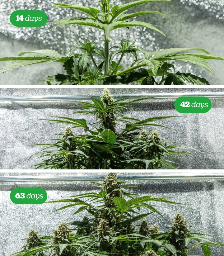 Cannabis plant in the flowering stage with multiple resinous buds on a black background