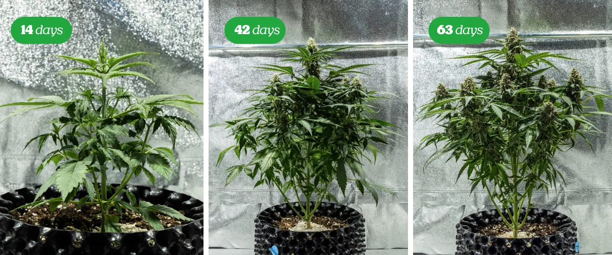 Cannabis plant in the flowering stage with multiple resinous buds on a black background