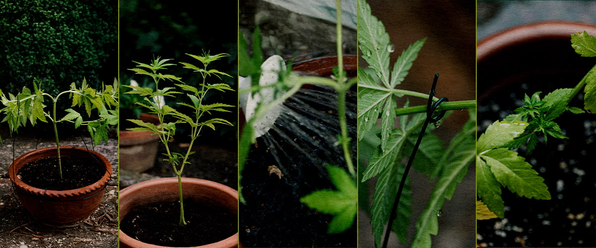 How to Top Cannabis Plants: 5-Step Guide 5-step collage showing how to top cannabis plants: seedling, cutting top tip, post-cut stem, new growth with stake, early branching.