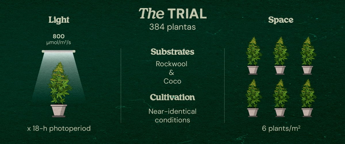Infographic of Gaia F1 cannabis trial featuring 384 plants under 800 μmol/m²/s LED light, 18-hour photoperiod, in rockwool and coco substrates, near-identical conditions, 6 plants per m².