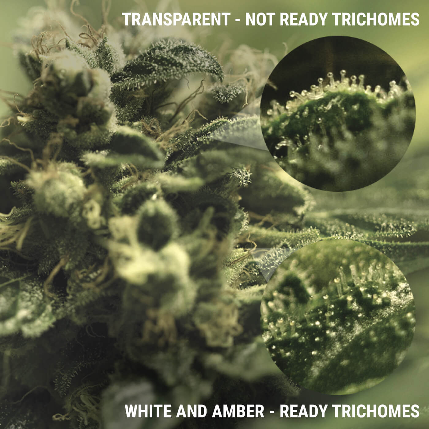 Cannabis Trichomes: The Tiny Titans of Potency