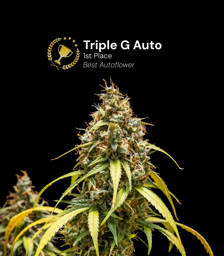 Discover Triple G Auto, an award-winning autoflower cannabis strain with resinous buds and impressive growth potential.