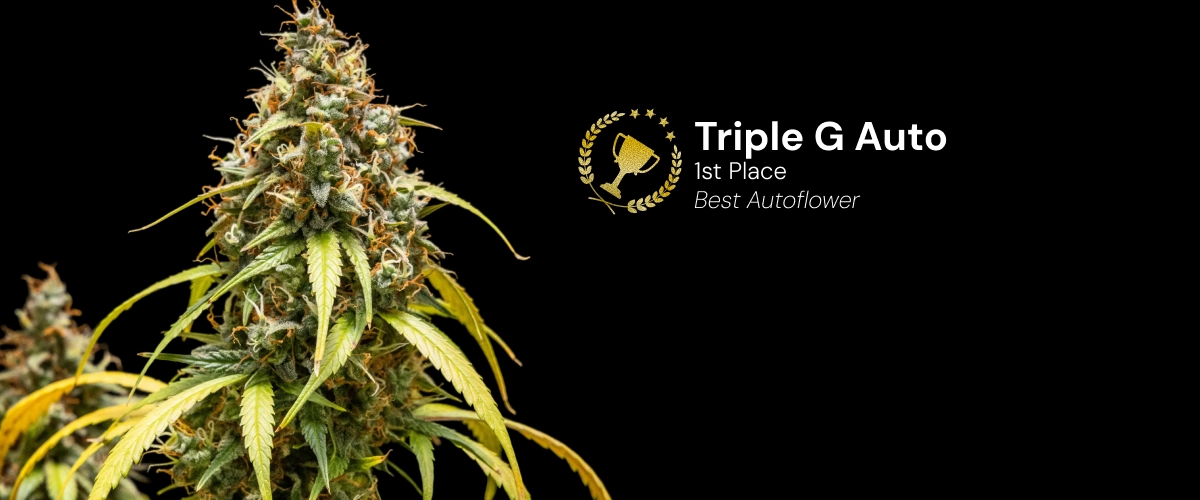 Discover Triple G Auto, an award-winning autoflower cannabis strain with resinous buds and impressive growth potential.