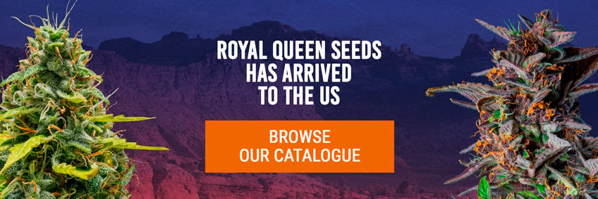 Royal Queen Seeds USA