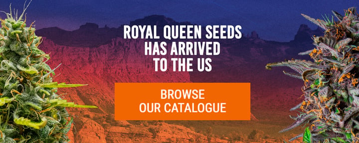 Royal Queen Seeds USA