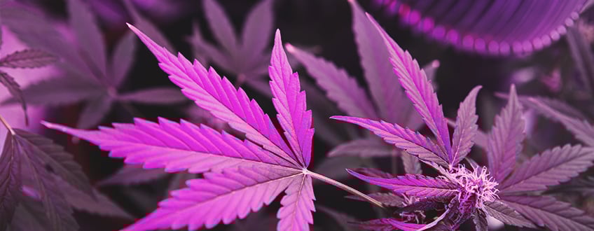 Use UV Light To Enhance Terpene Production Use UV Light To Enhance Terpene Production