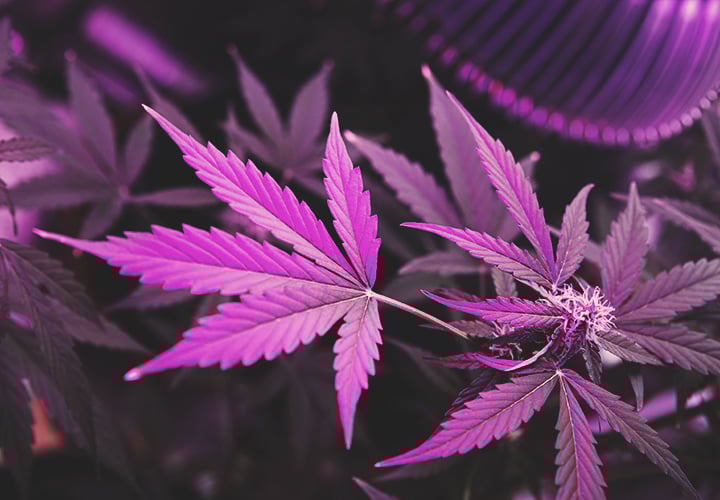 Use UV Light To Enhance Terpene Production Use UV Light To Enhance Terpene Production