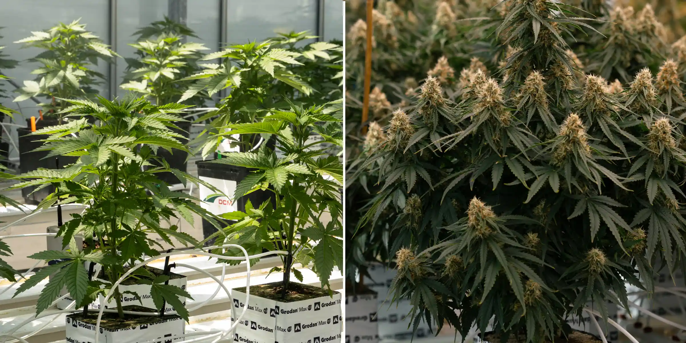 Side-by-side comparison of cannabis plants in vegetative and flowering stages, showing young plants in rockwool blocks with irrigation lines beside mature plants with dense flowering colas.