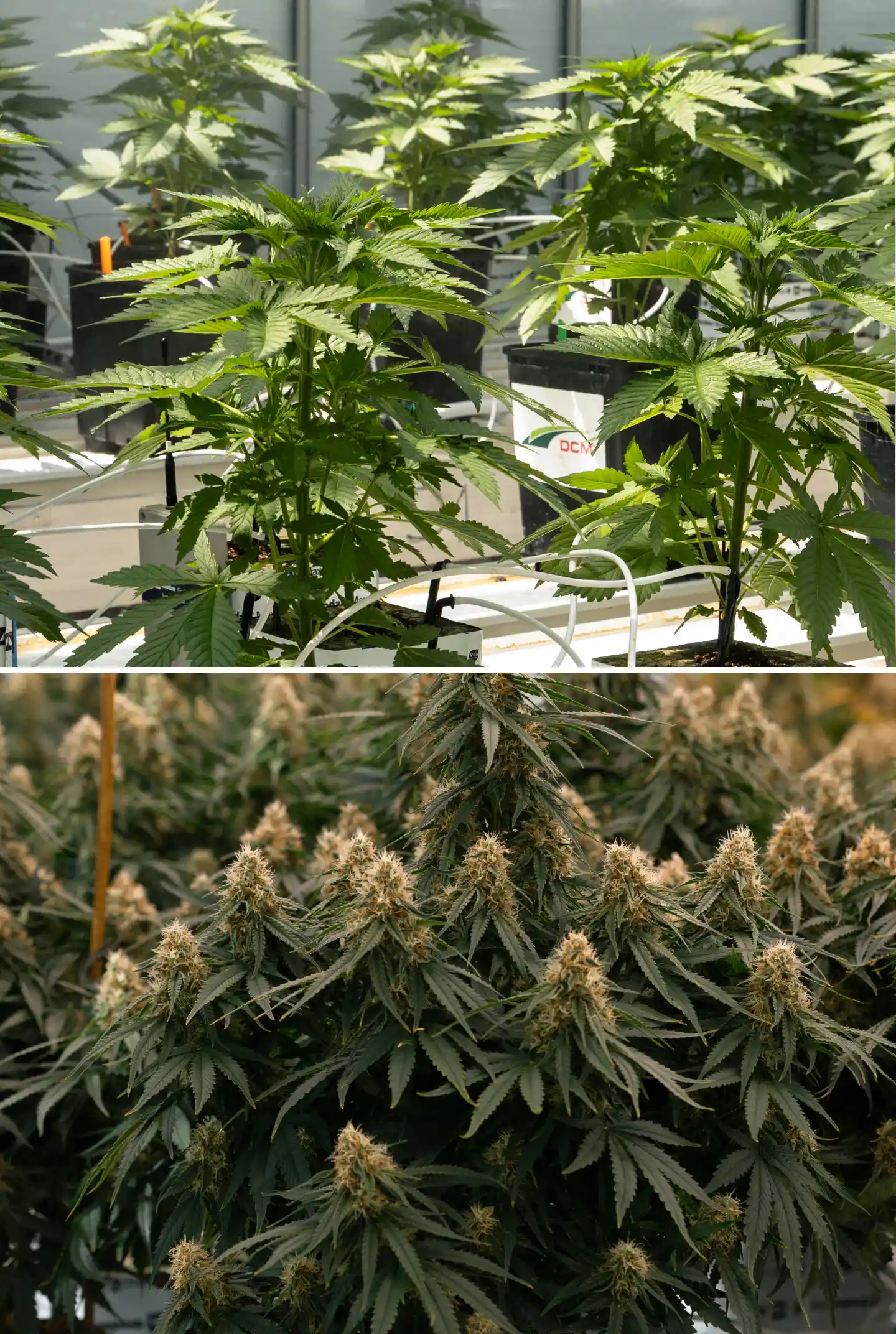 Side-by-side comparison of cannabis plants in vegetative and flowering stages, showing young plants in rockwool blocks with irrigation lines beside mature plants with dense flowering colas.