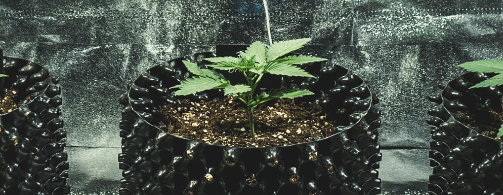 Vegetative Stage (Week 2) Vegetative Stage (Week 2)