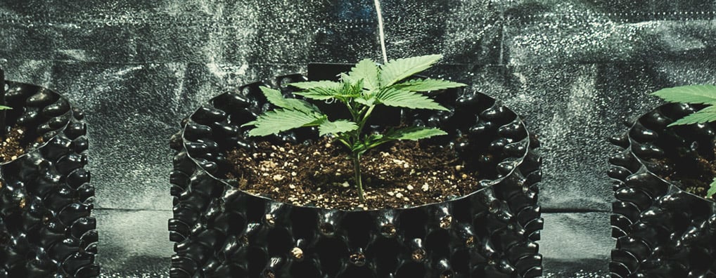 Vegetative Stage (Week 2)