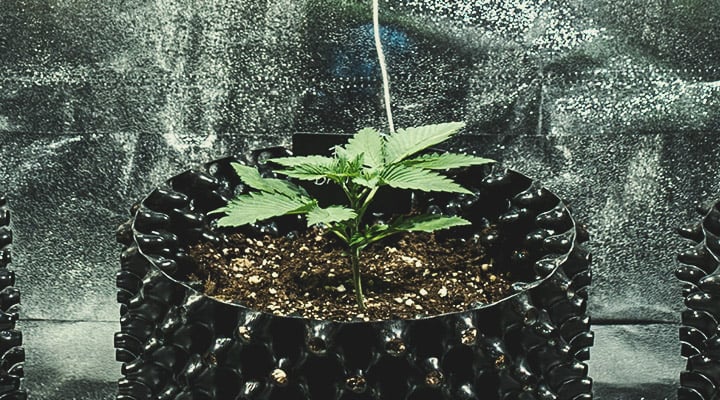 Vegetative Stage (Week 2) Vegetative Stage (Week 2)