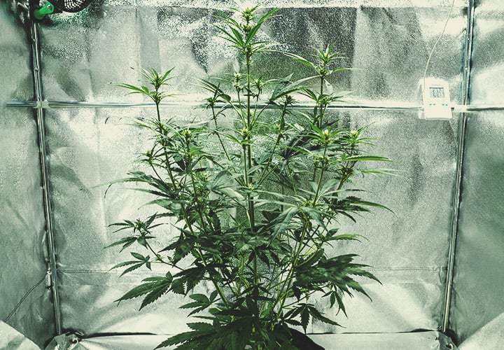 Flowering Stage (Week 4) Flowering Stage (Week 4)