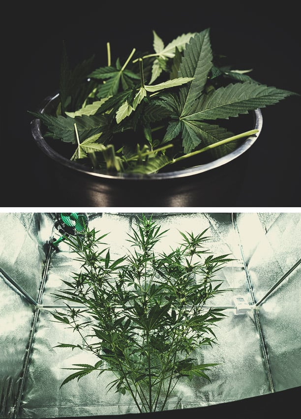 Flowering Stage (Week 5) Flowering Stage (Week 5)