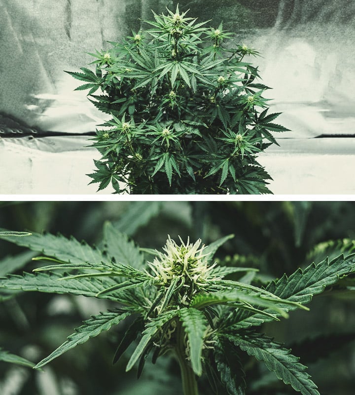 Flowering Stage (Week 5) Flowering Stage (Week 5)