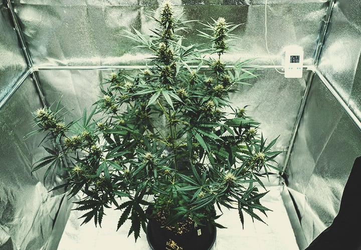Flowering Stage (Week 6) Flowering Stage (Week 6)