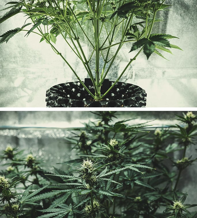 Flowering Stage (Week 6) Flowering Stage (Week 6)