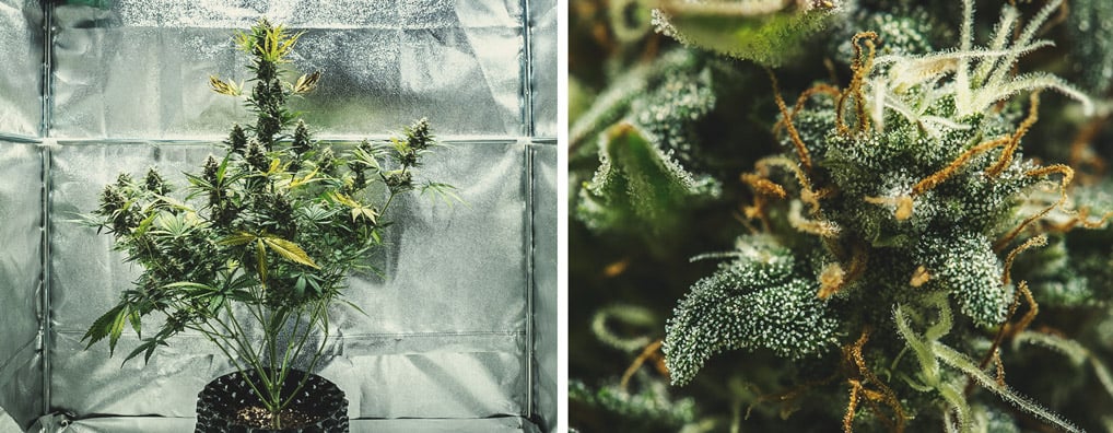 Flowering Stage (Week 7 & 8) Flowering Stage (Week 7 & 8)