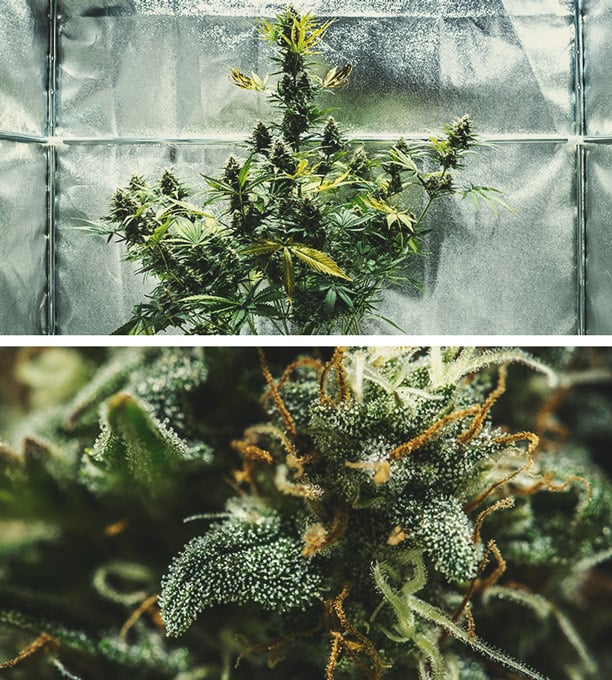 Flowering Stage (Week 7 & 8) Flowering Stage (Week 7 & 8)