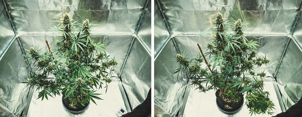 Flowering Stage (Week 8) Flowering Stage (Week 8)