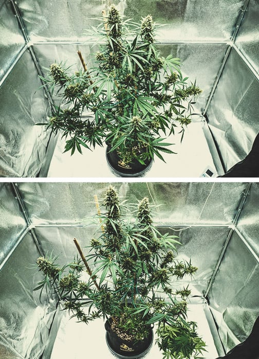 Flowering Stage (Week 8) Flowering Stage (Week 8)