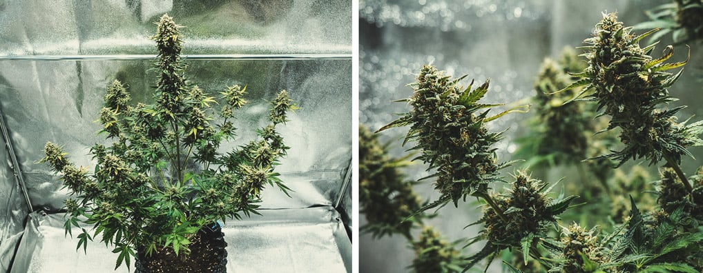 Flowering Stage (Week 9) Flowering Stage (Week 9)