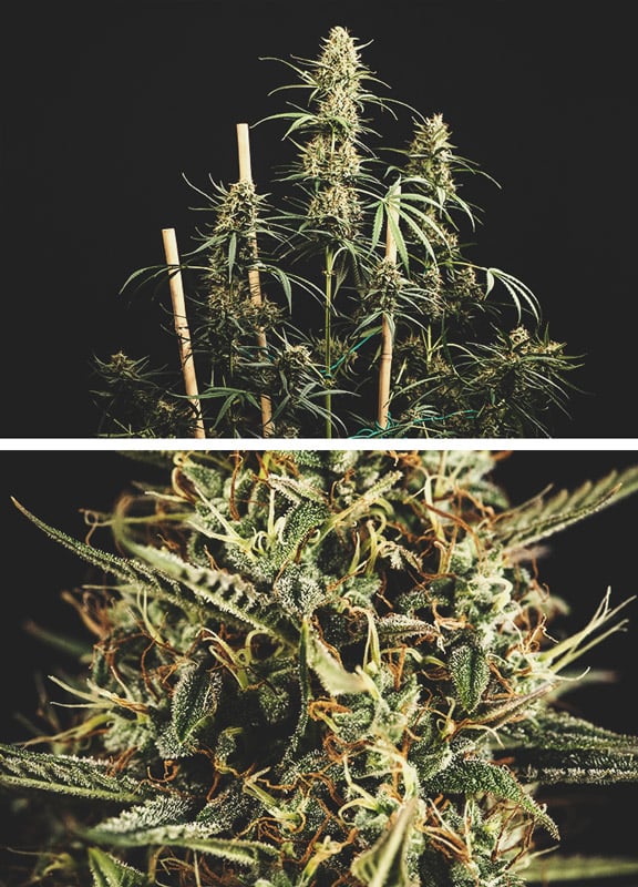 Flowering Stage (Week 9) Flowering Stage (Week 9)