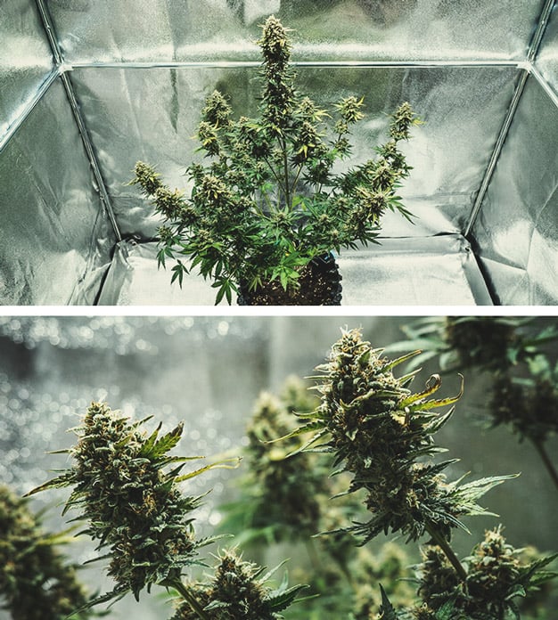 Flowering Stage (Week 9) Flowering Stage (Week 9)