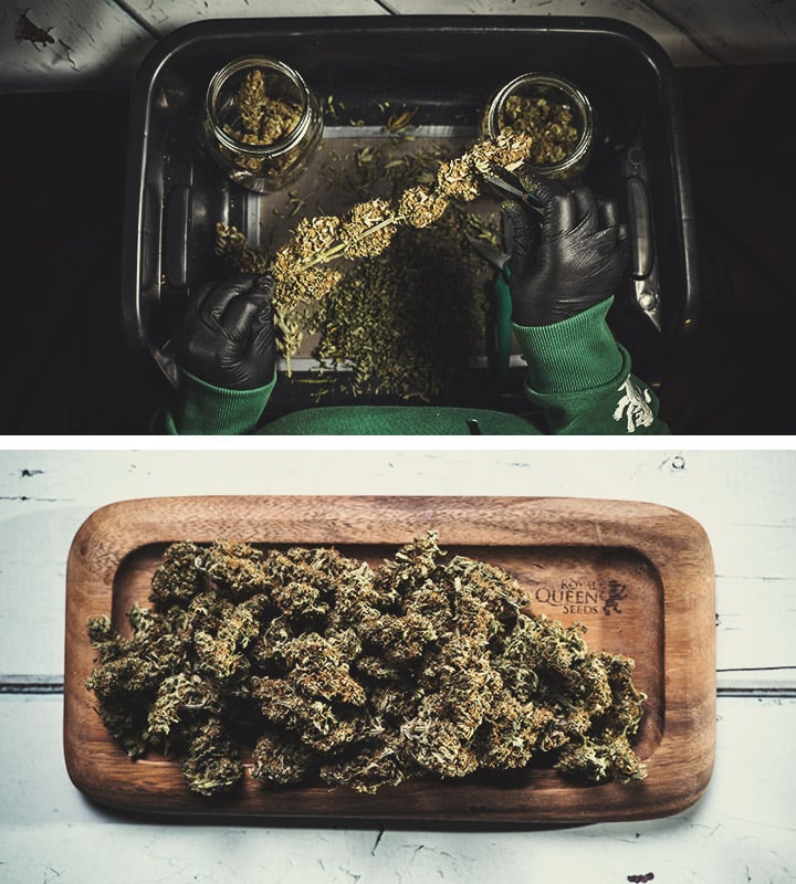 Harvest (End of Week 9) Harvest (End of Week 9)