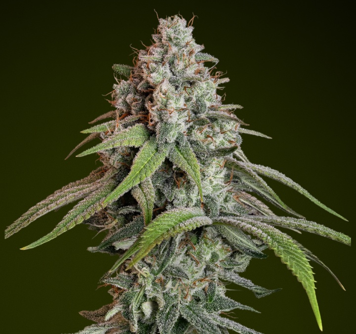 White Widow cannabis bud with frosty trichomes and pale green tones, known for its mild flavour and balanced effects ideal for all-purpose edibles