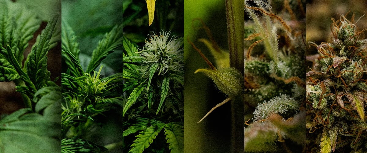 Autoflower Outdoor Grow: Week-by-Week Timeline (May Start) Outdoor autoflower growth timeline: See the week-by-week development of a cannabis autoflower planted in May, from seedling to harvest. Track its progress visually.